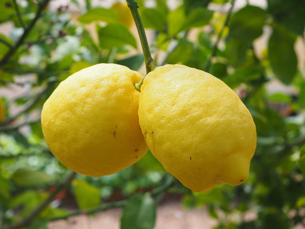 How to Care for a Eureka Lemon Tree