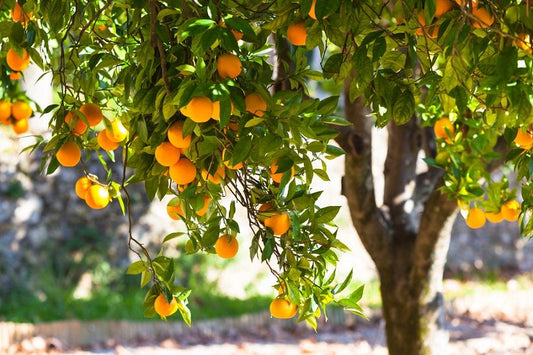 Fast Growing Fruit Tree