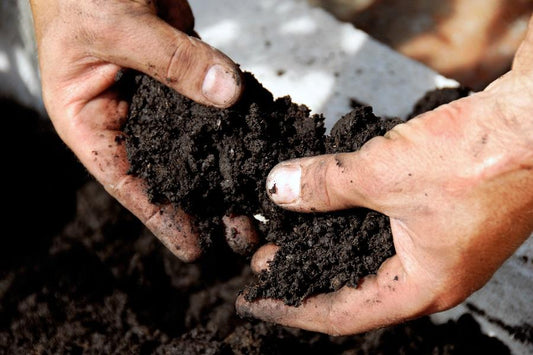 Fertilizing Citrus Trees