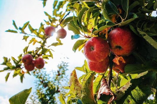 Fruit Tree Care Tips