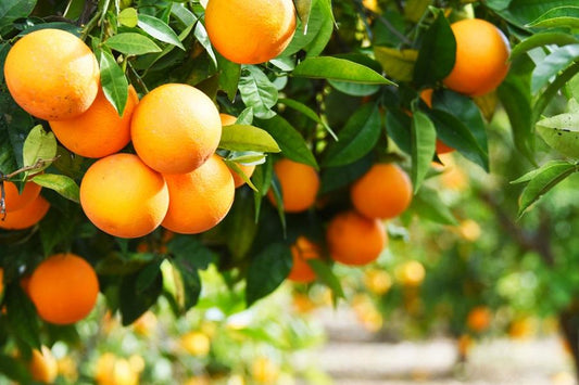Fun Reasons to Grow Fruit Trees