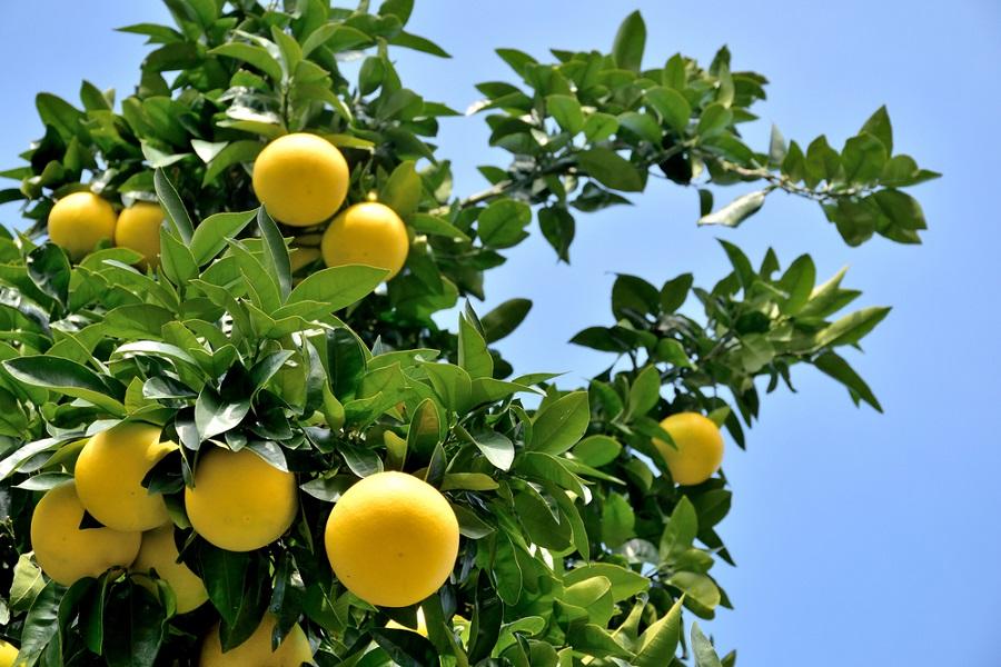 Grapefruit Tree