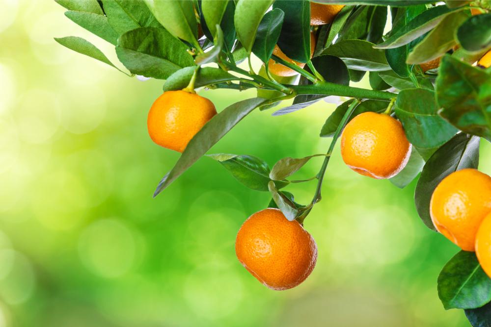 Growing Citrus Trees