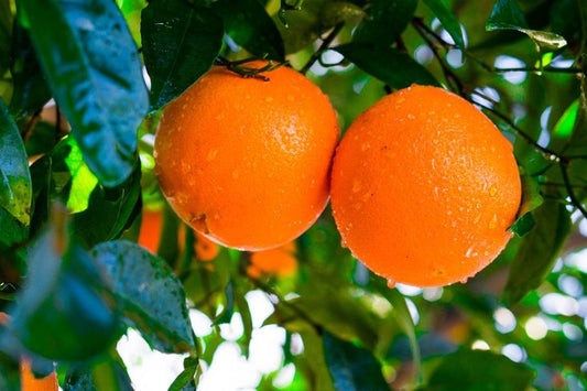 Growing a Navel Orange Tree