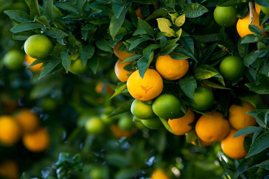 Becoming a Citrus Tree Grower