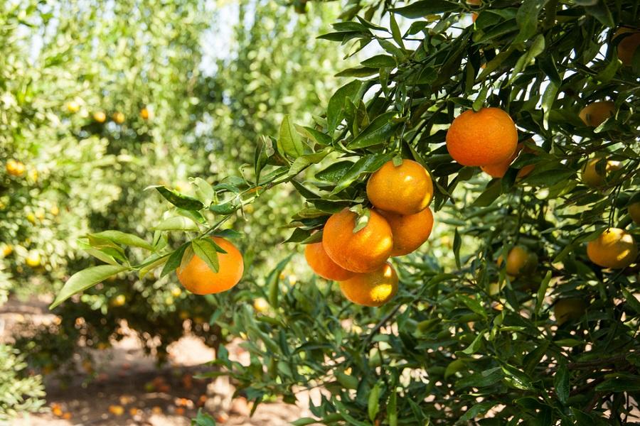 Top Tips for Growing Citrus Trees in Containers
