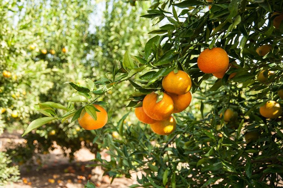 Keeping it Contained: The Top Tips for Growing Citrus Trees in Contain ...