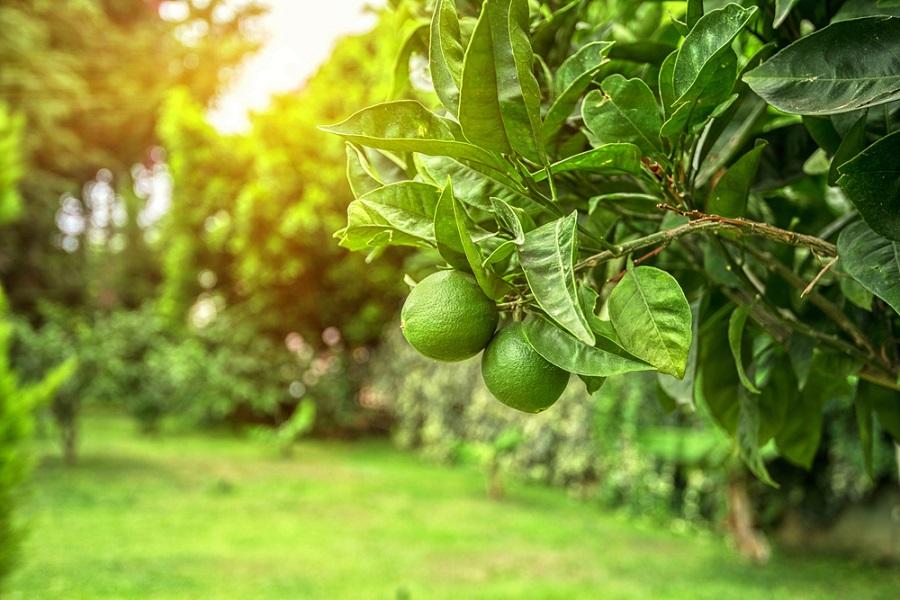 Tips for Growing Lime Trees