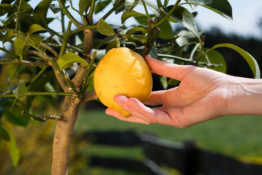 Growing Lemon Trees in Pots