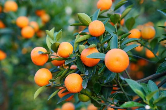 Growing Tangerines