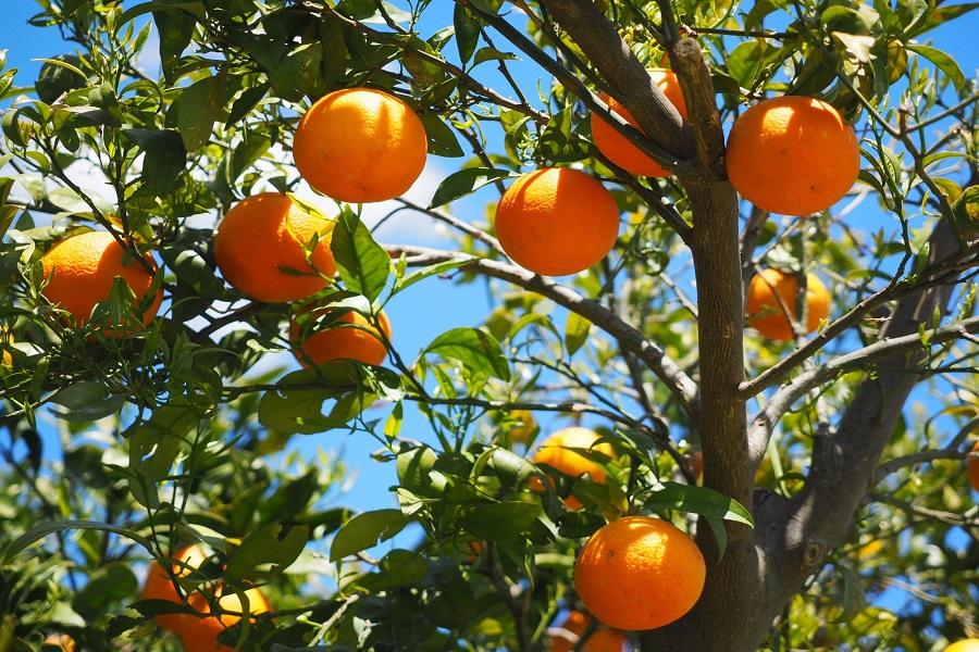 Planting Orange Trees