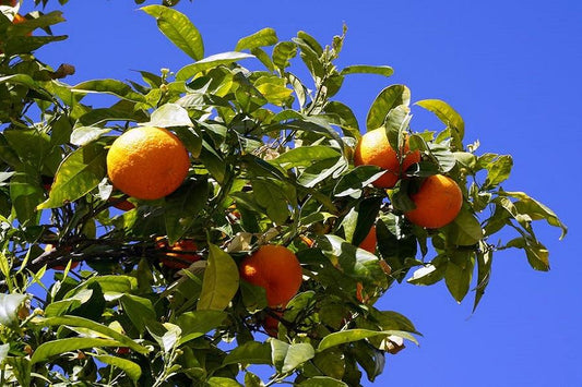 How to Plant Citrus Trees