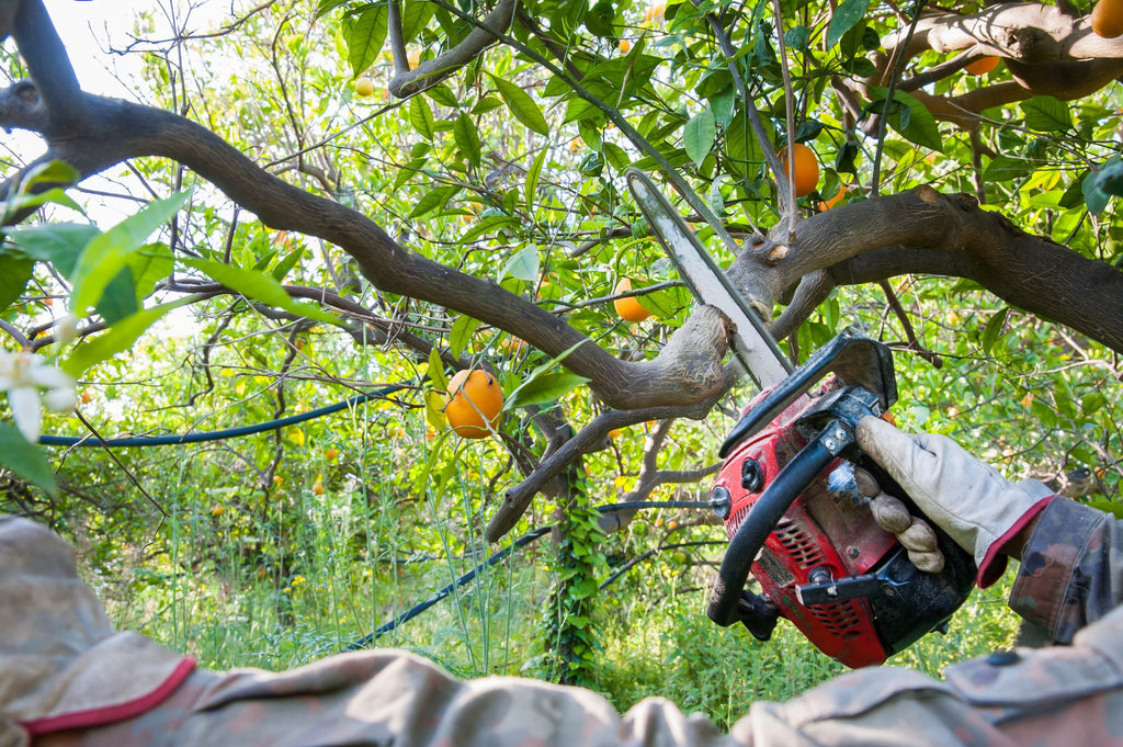 Pruning a Citrus Tree