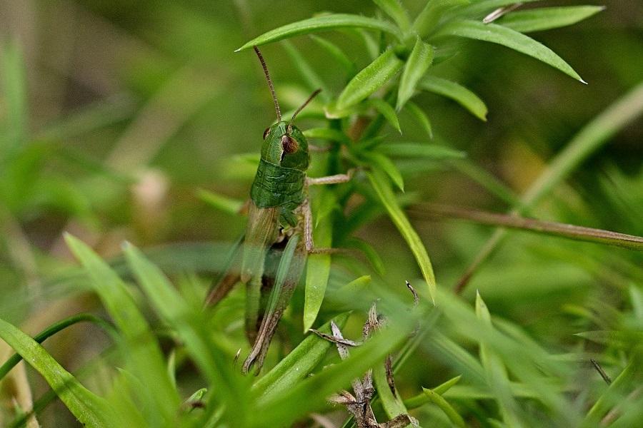 Common Citrus Pests and How to Stop Them
