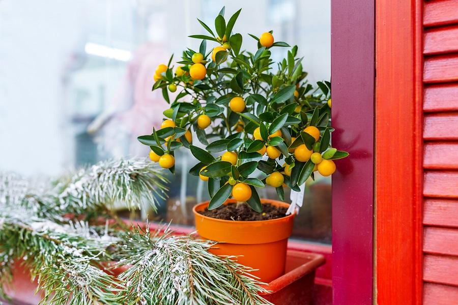 Top 5 Winter Care Tips for Your Indoor Citrus Tree