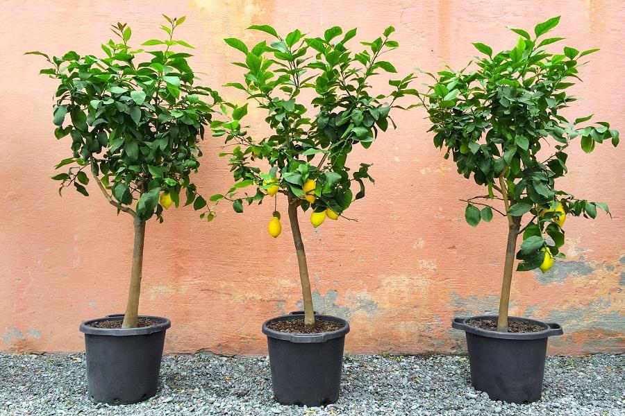 Repotting Indoor Citrus Trees