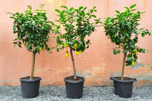 Repotting Indoor Citrus Trees