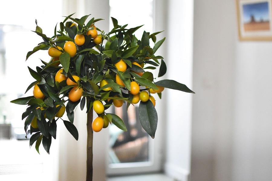 Indoor Citrus Fruit Tree