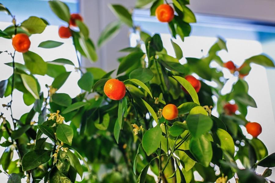 Caring for an Indoor Orange Tree