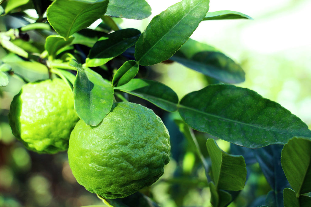 Top 5 Tips for Growing a Kaffir Lime Tree Indoors