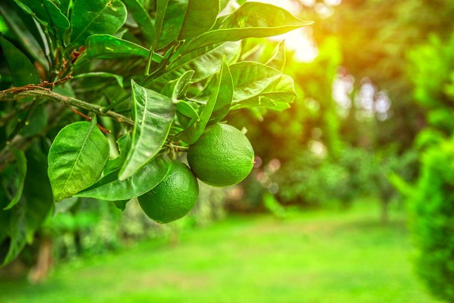 How to Care for Key Lime Trees
