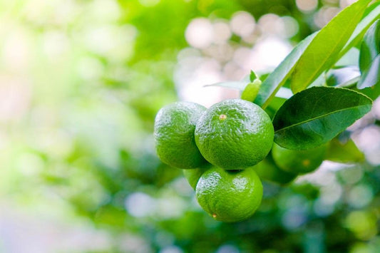 Key Lime Tree Growing