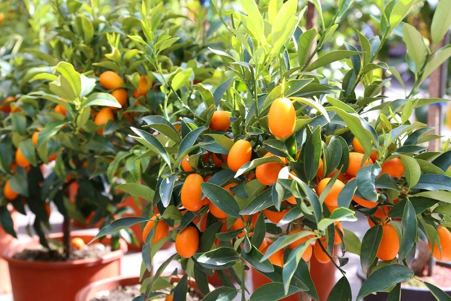 Growing Kumquat Plants Indoors