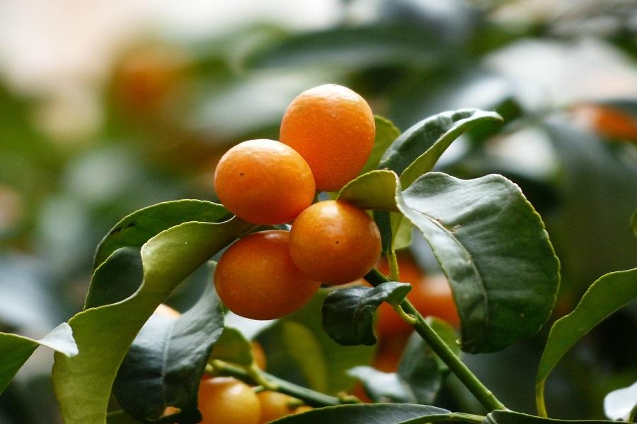 Factors That Could Affect Your Kumquat Trees