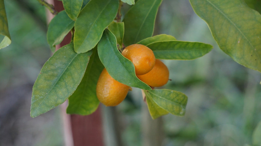 How to Care for a Kumquat Tree