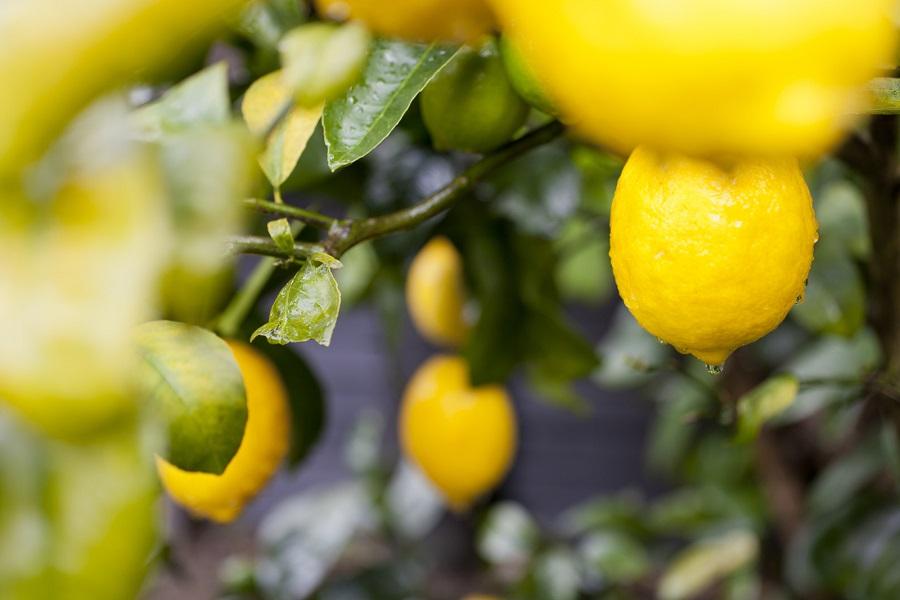 Ideal Lemon Tree Climate