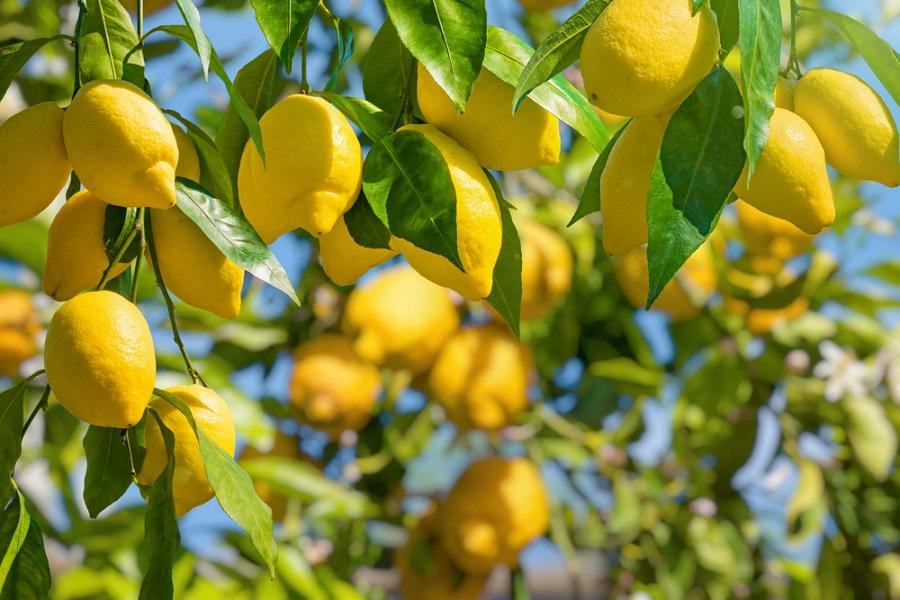 Lemon Trees Indoors Outdoors