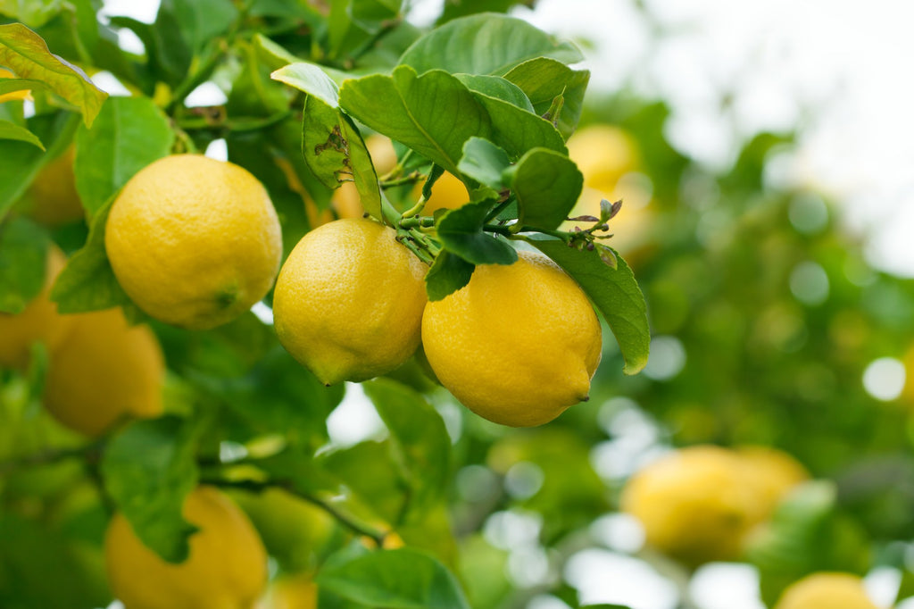 Water Requirements for a Lemon Citrus Tree