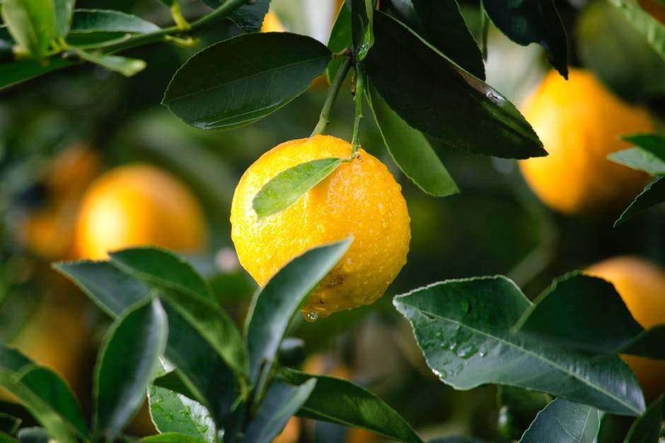 Meyer Lemon Tree Diseases