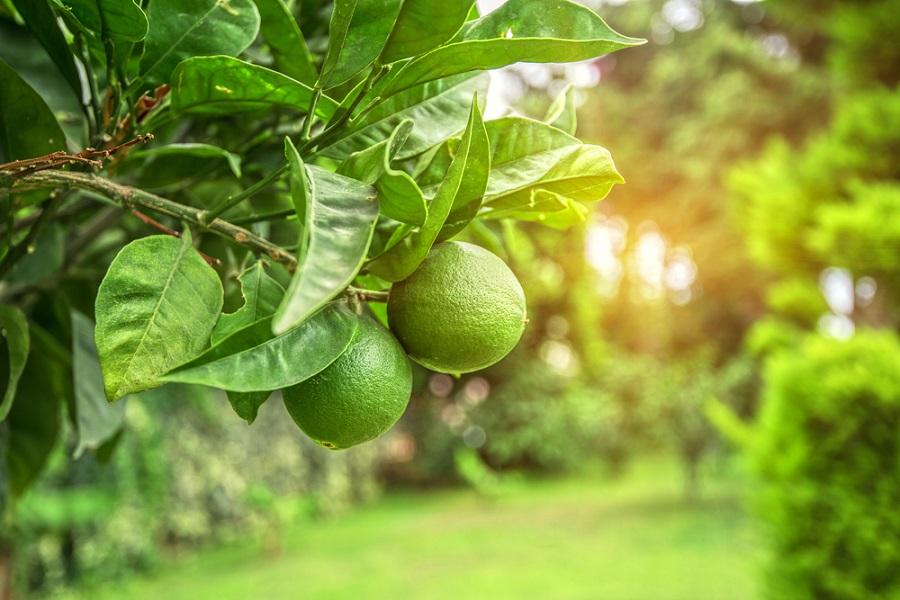 Difference Between Lime and Lemon Trees