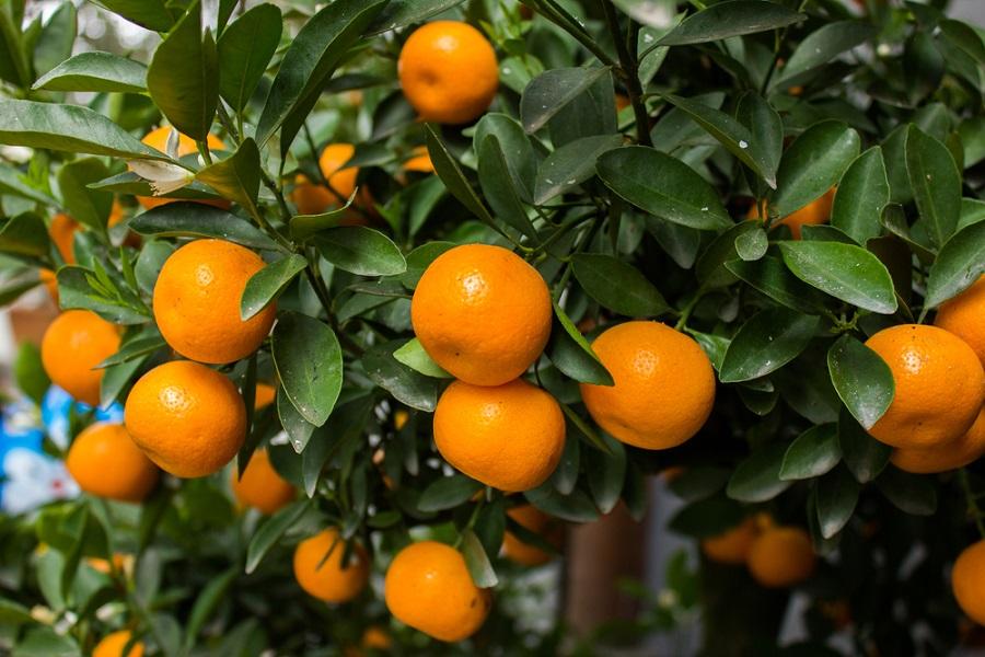A Growing Mandarin Orange Tree