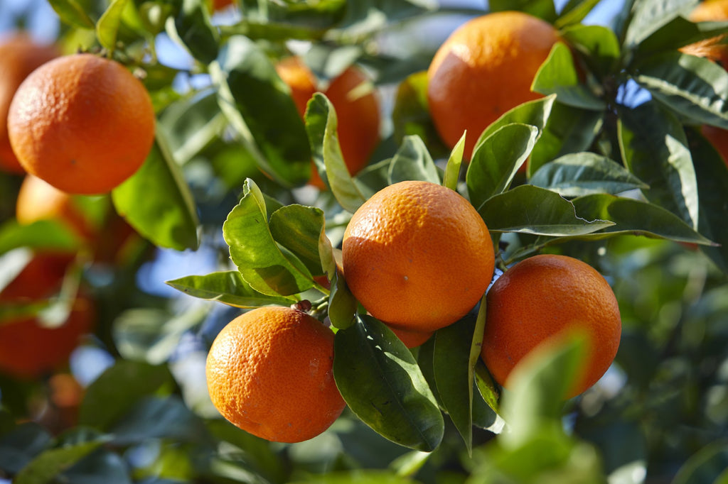 How to Care for a Mandarin Tree