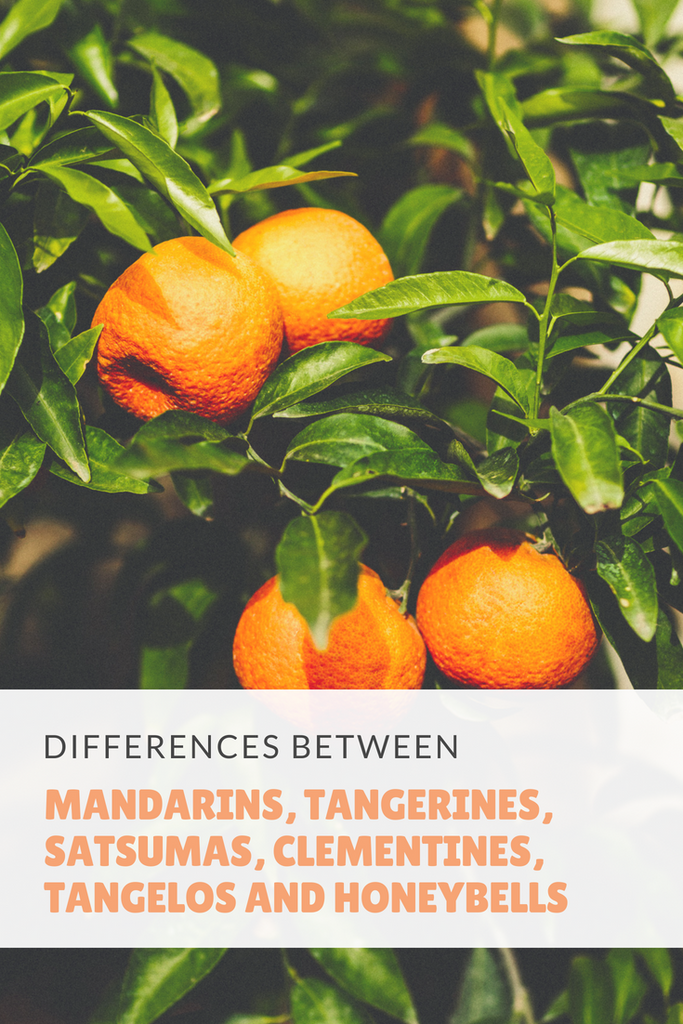 The Differences Between Mandarins, Tangerines, Satsumas, Clementines, Tangelos and Honeybells