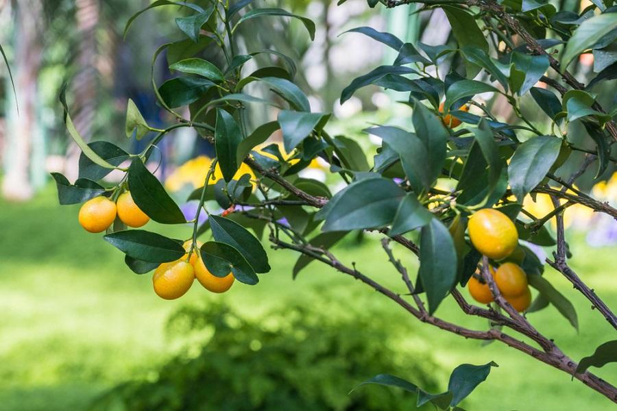 The Best Way to Care for Meyer Lemon Trees
