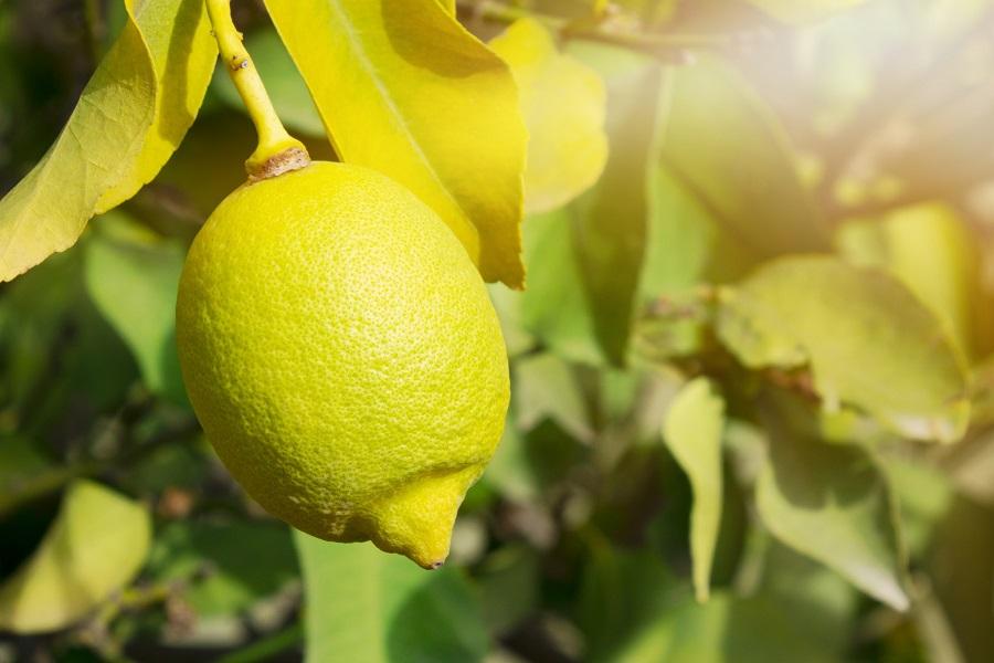 Meyer Lemon Tree Indoor Care Tips