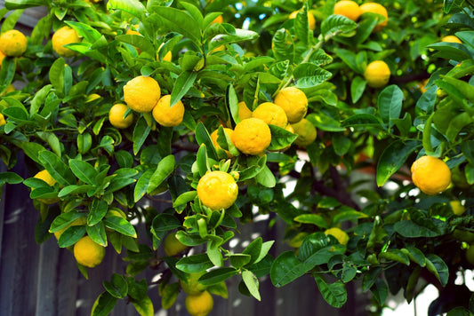 Meyer Lemon Tree