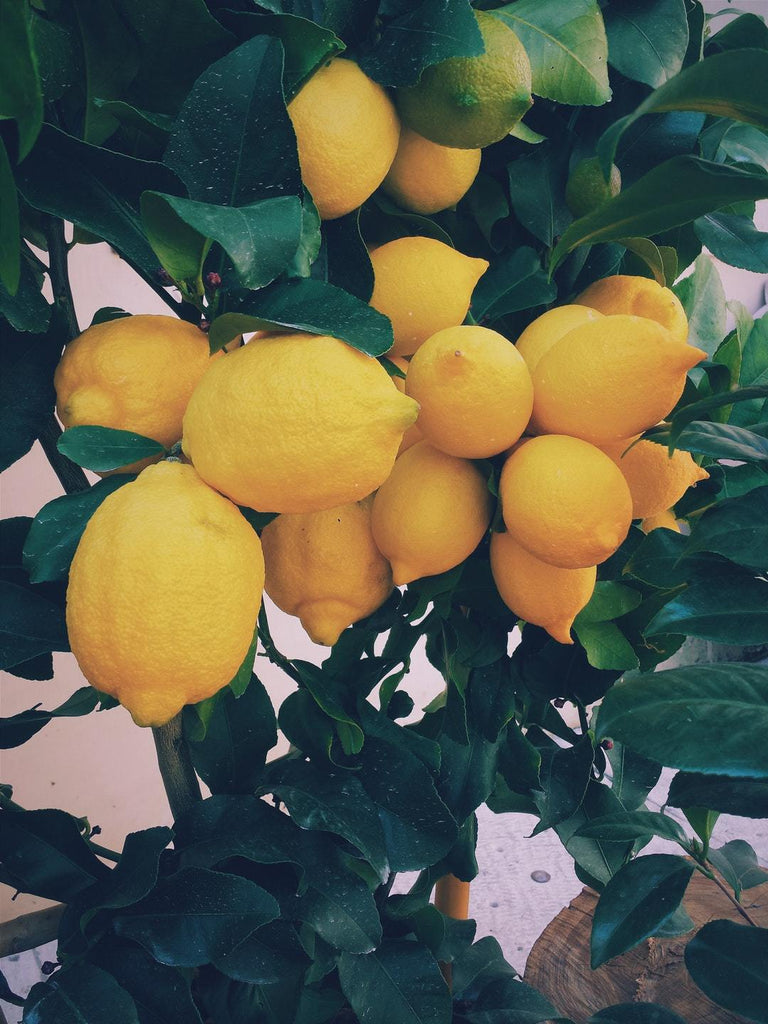 Meyer Lemon Tree Care Tips