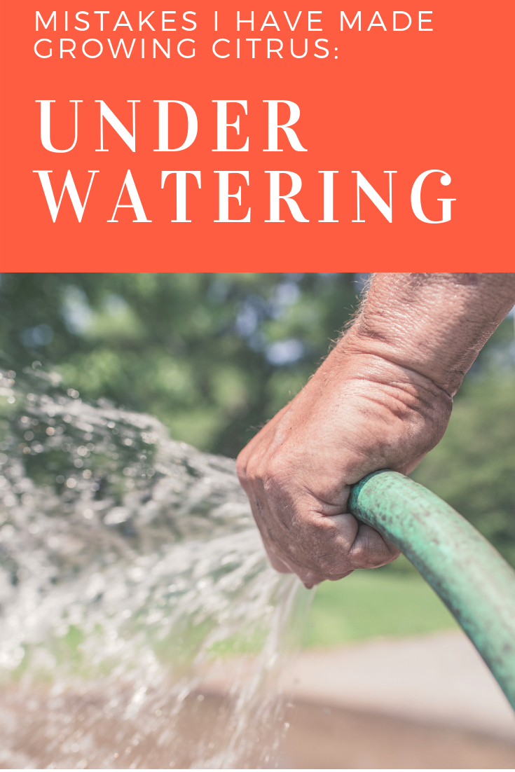 Overwatering and Underwatering Citrus Trees