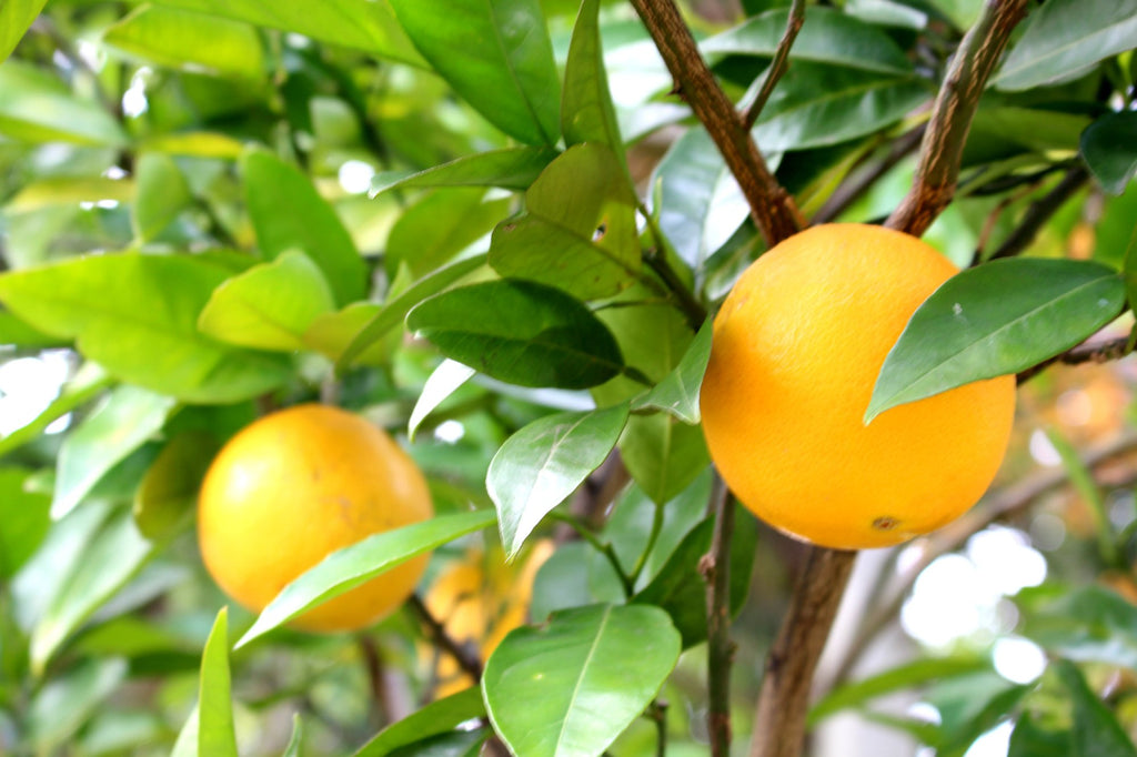 How to Care for a Navel Orange Tree