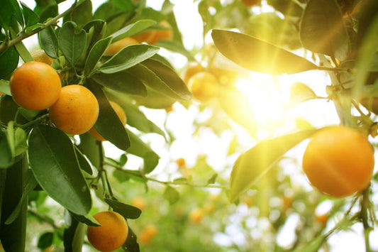 Orange Tree Diseases