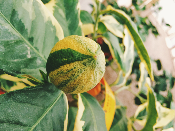 How to Grow Pink Variegated Lemons in 8 Steps