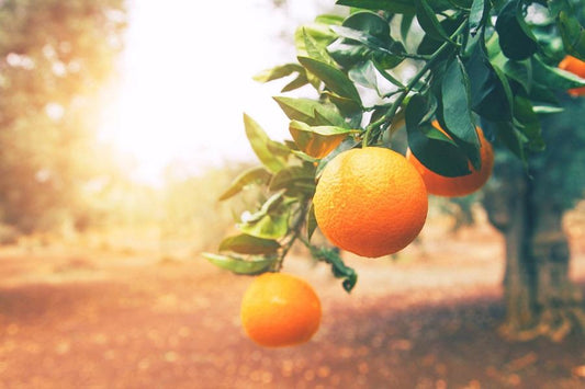 Pruning Citrus Trees