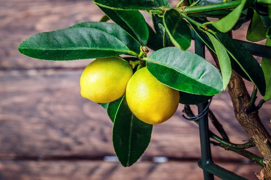 How to Revive a Sick Citrus Tree