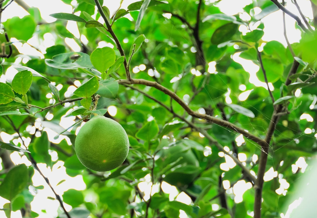 Rio Red Grapefruit Tree Growing