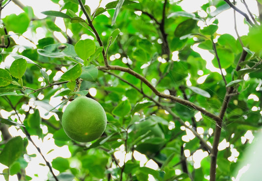 Rio Red Grapefruit Tree Growing