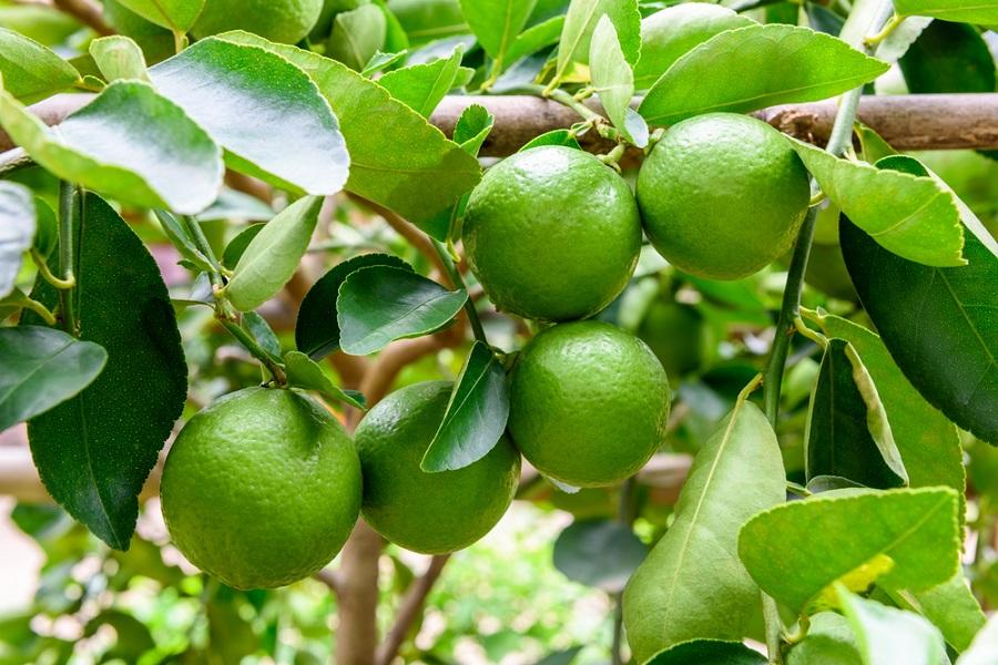 Growing a Tahiti (Persian) Lime Tree Tips